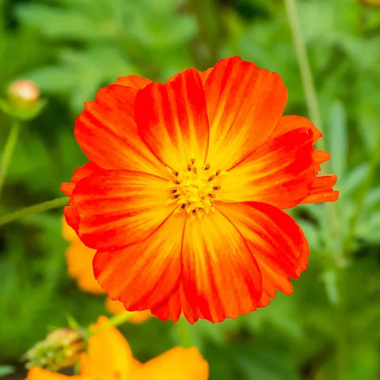 Orange Double Petal Cosmos Flower Seeds