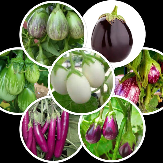 Brinjal Seeds Combo