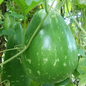 Dark green bottle gourd