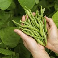 French beans