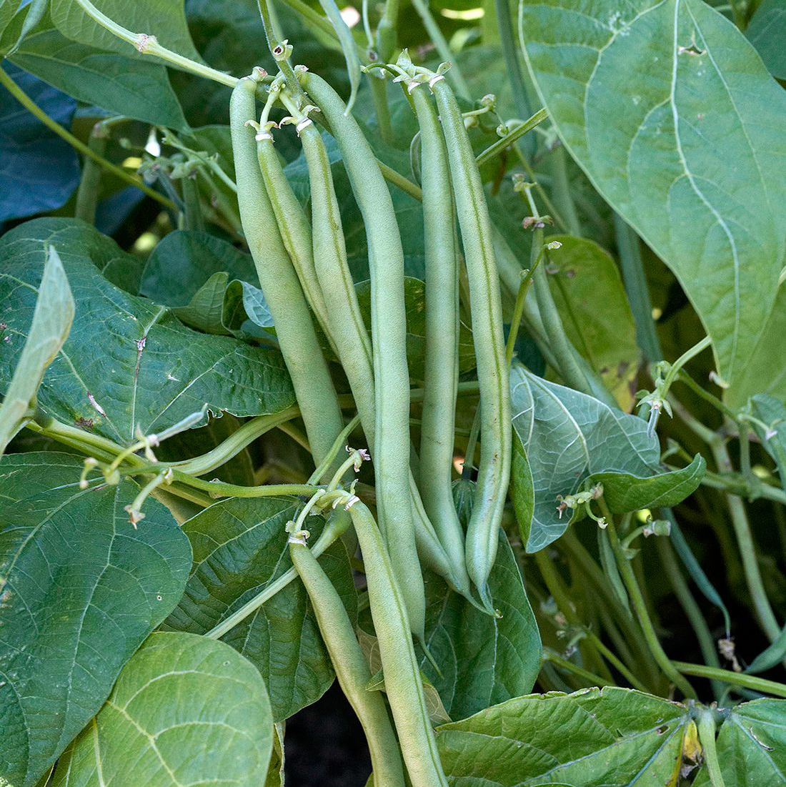 French beans