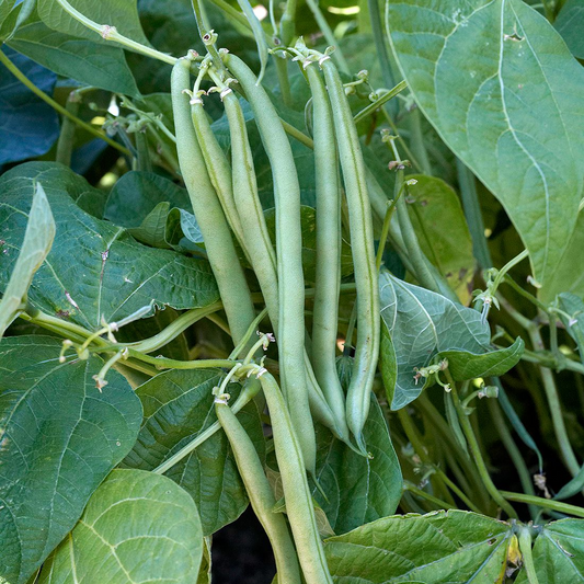 French beans