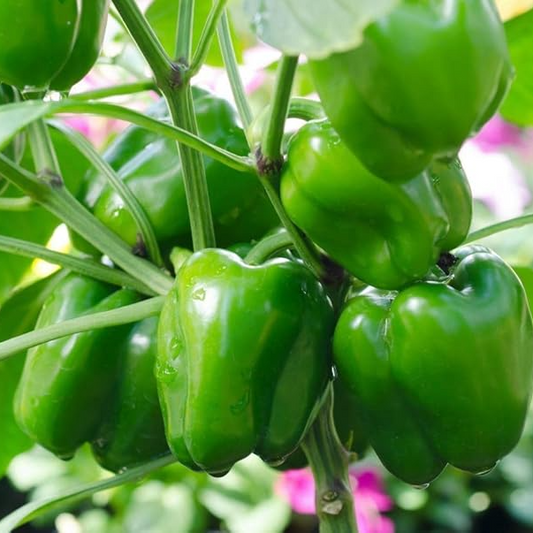 Green Capsicum Seeds