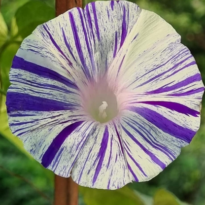White-Violet Striped Morning Glory Seeds