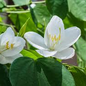 White Devakanchanam Flower seeds
