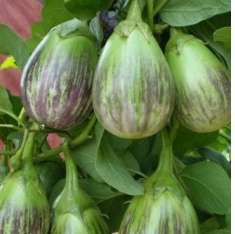 Green & purple Variegated brinjal