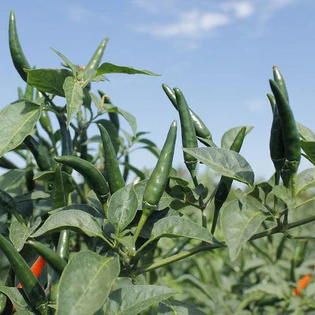 Chilli Upright Hybrid Seeds