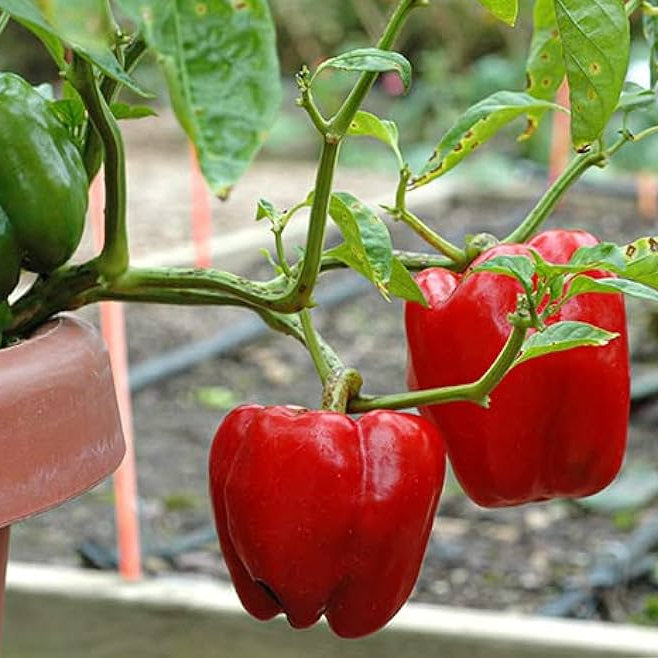 Red Capsicum