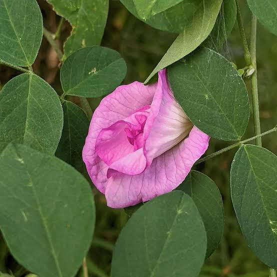 Pink shanku flower Multi petal