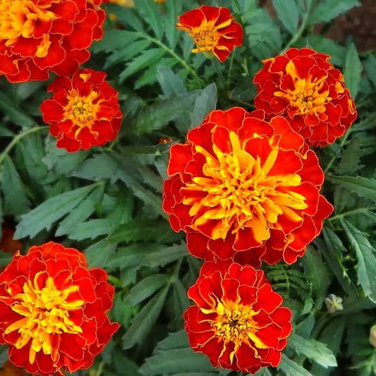 French Marigold seeds