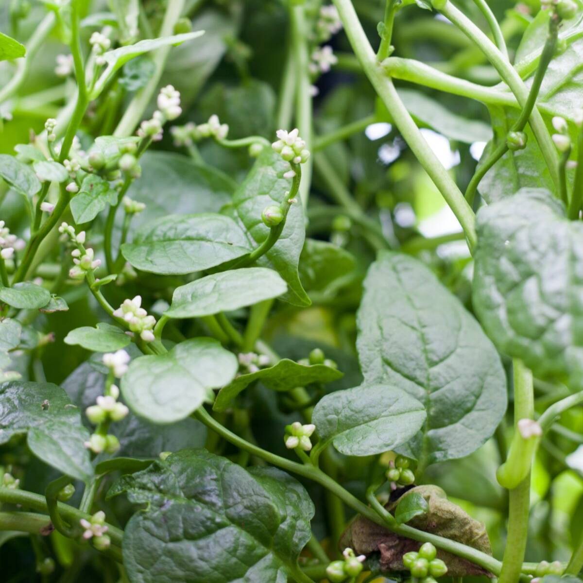 బచ్చలి కూర / Spinach Green Malabar / bachali
