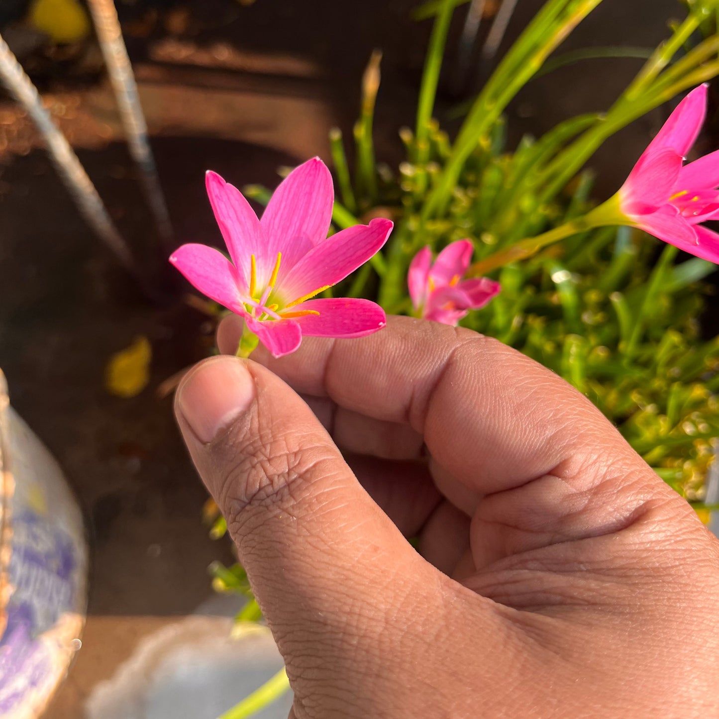 Rain Lilly bulbs Pink (3)