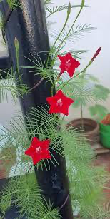 Red Kasi ratnam / Red Cypress Vine