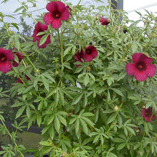 Gulabi GONGURA