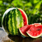 Watermelon seeds striped