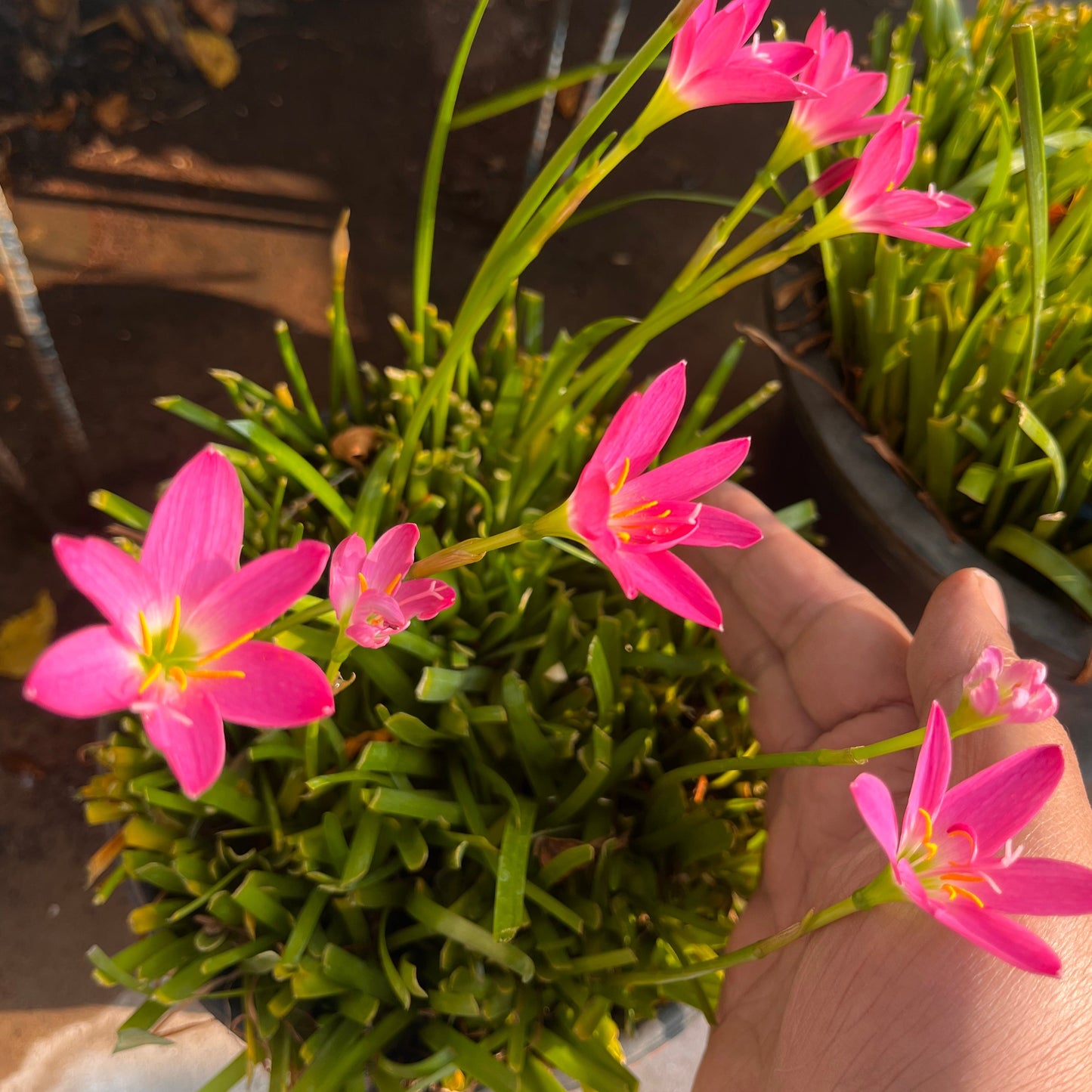 Rain Lilly bulbs Pink (3)