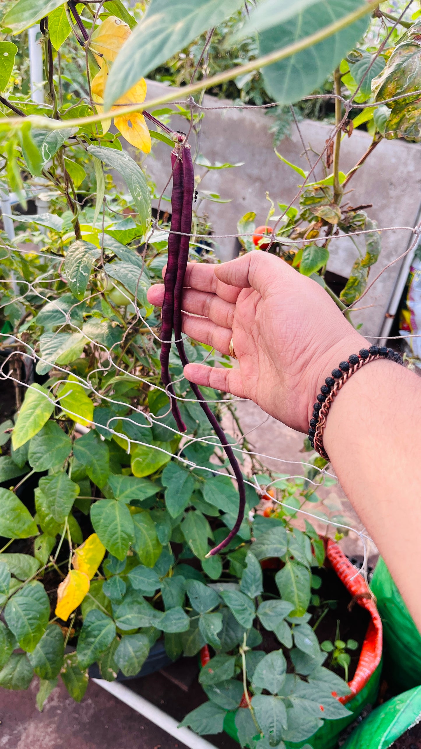 Red Cowpea / Red Barbati