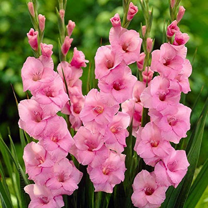 Gladiolus Pink Flower Bulb | Qty: 01 Bulb