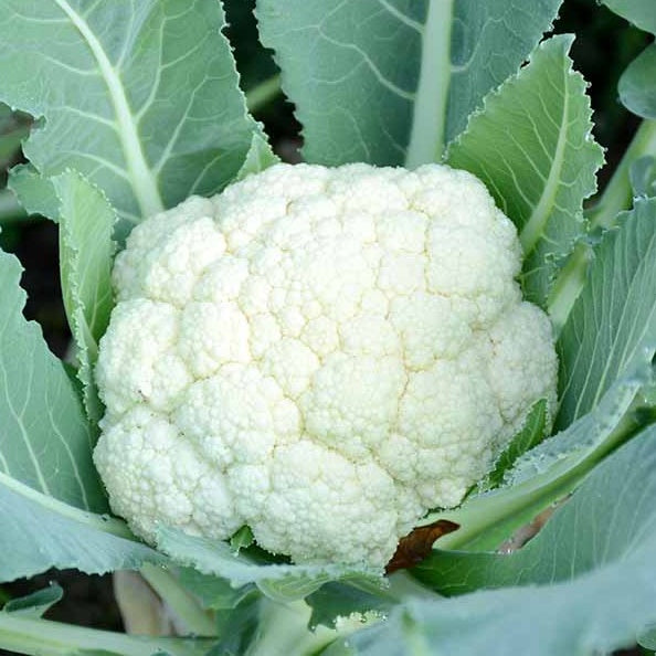 Cauliflower Seeds