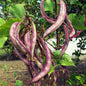 Purple Long Chikkudu Winter Seeds