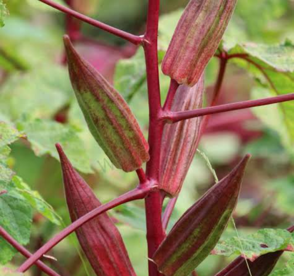 Double colour Bendi / Okra