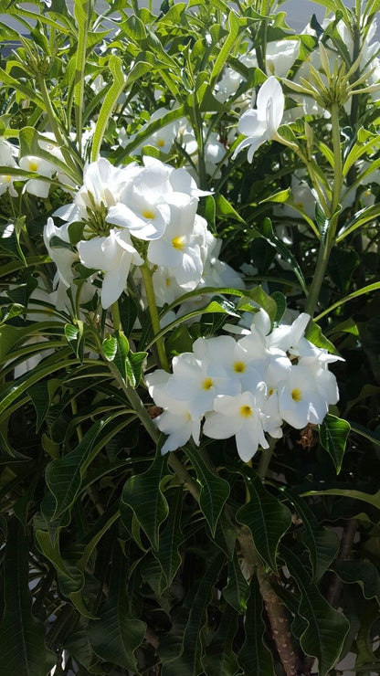 Plumeria white Cuttings 2 No’s