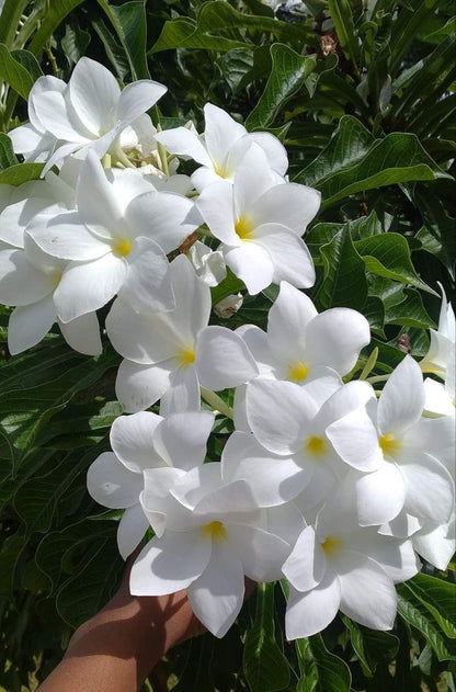 Plumeria white Cuttings 2 No’s