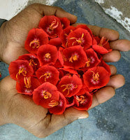 Mankena / Scarlet Mallow Flower Seeds