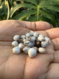 Vyjayanti Mala Flower Seeds (Rudraksha Flower / Job's Tears) – 5 Seeds