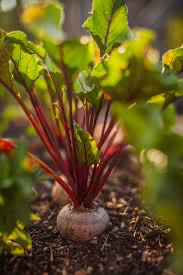 Beetroot seeds