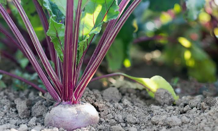 Beetroot seeds