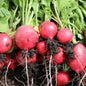 Red round Radish