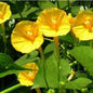 Yellow Morning glory