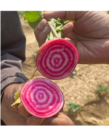 Beetroot Rose ring seeds