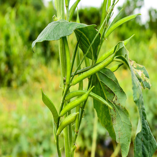 Cluster beans / Goru Chikkudu