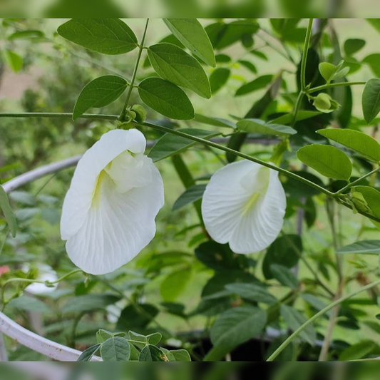 White Shanku Flowers (White Aparajitha)