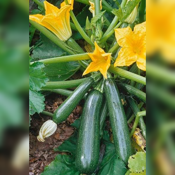 Zucchini Seeds