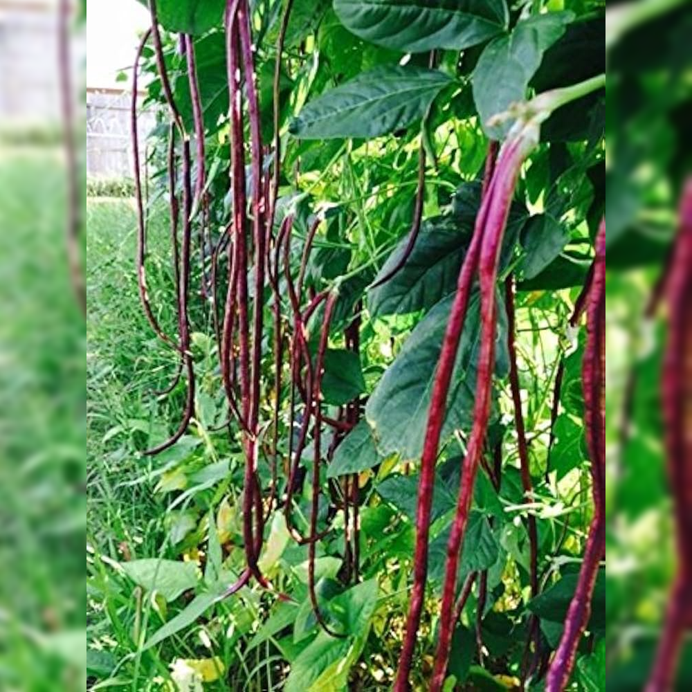 Red Cowpea / Red Barbati