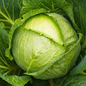 Cabbage Seeds
