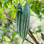Potti Potla striped  (Short Snake gourd)