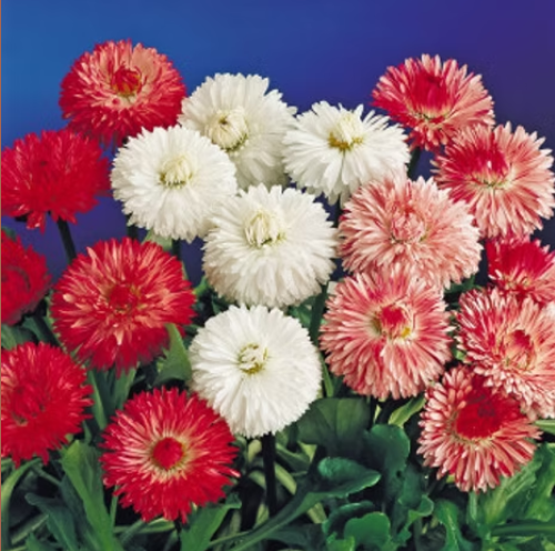 English Daisy Double Mix – Winter Flower Seeds