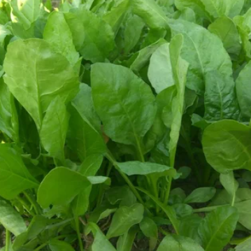 Palak / Spinach Seeds / పాలకూర