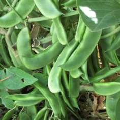 Dolichos Bush / Chikkudu