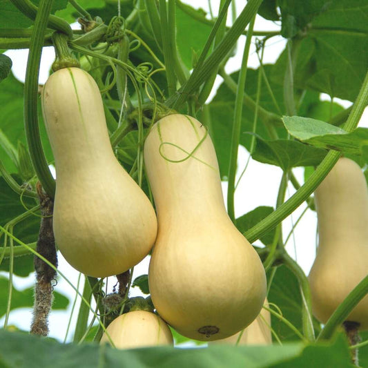 Butternut Squash Seeds – Grow Sweet, Nutty Flavor in Your Garden!