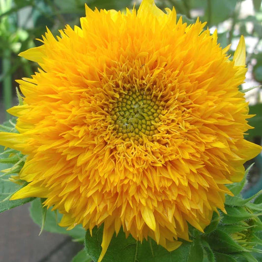 Sun Flower teddy bear (10 Seeds)