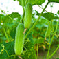 Cucumber seeds / Keera