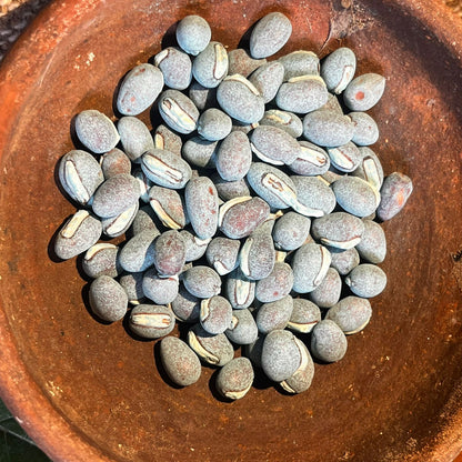 Dolichos Bush / Chikkudu