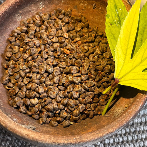 Gongura Big