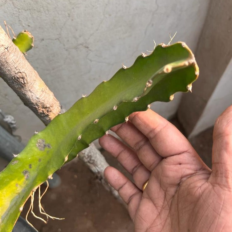 Pink Fleshed Dragon fruit stem cuttings (2 stems)(incl. Shipping)