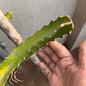 Pink Fleshed Dragon fruit stem cuttings (2 stems)(incl. Shipping)